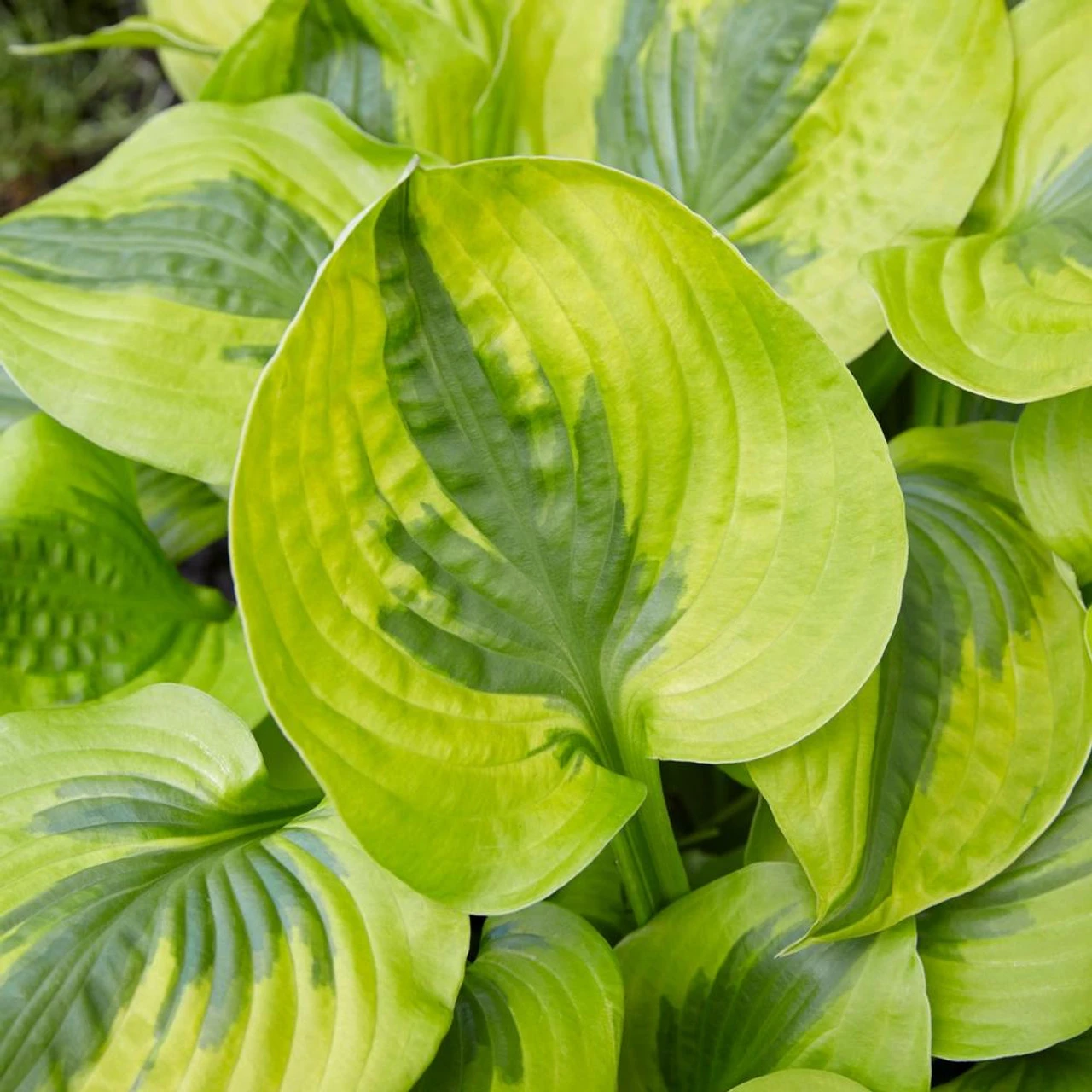Hosta Medium Leaf Summer Lovin' - Image 2