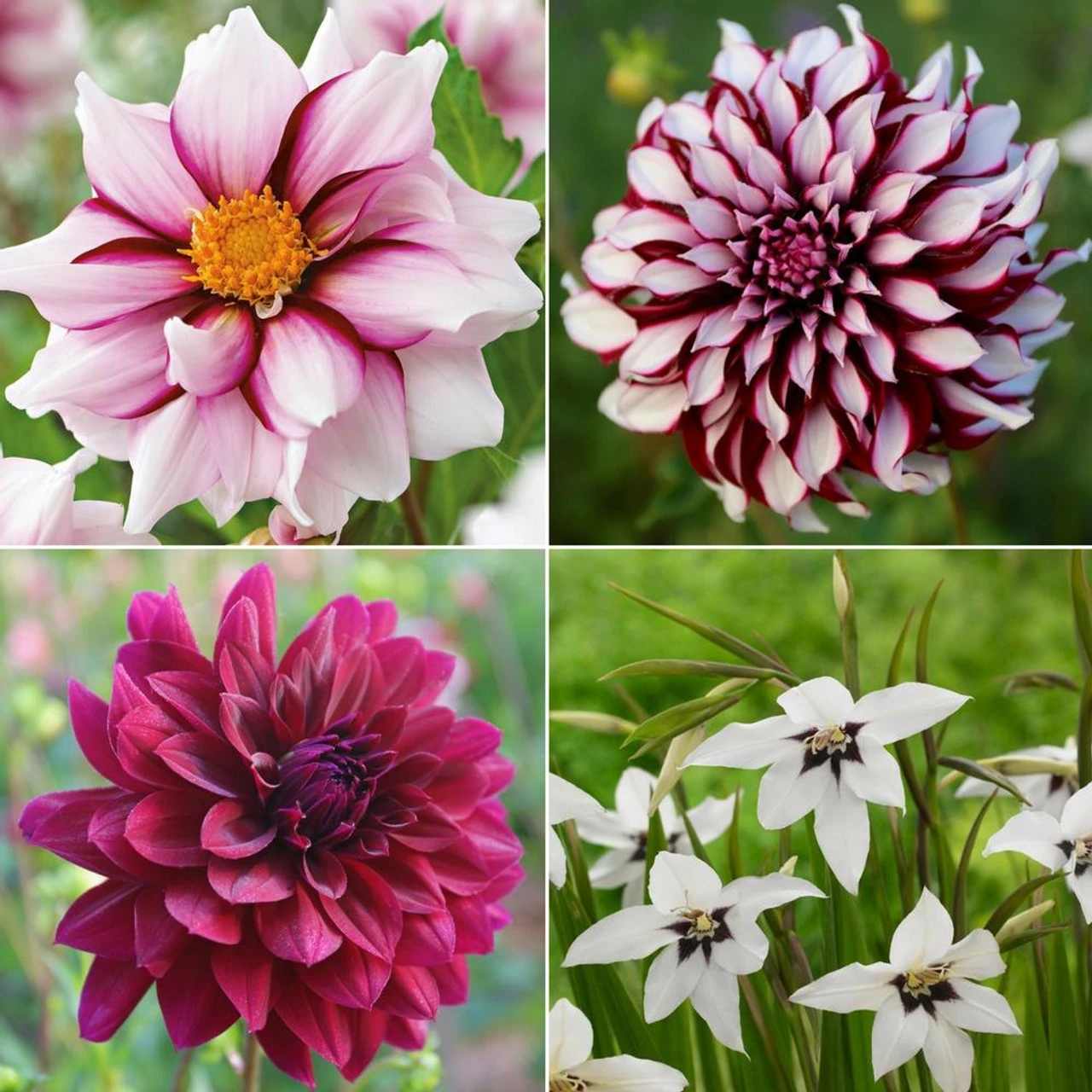 Dahlia Assorted Flirty Fleurs Dolcetto Collection - Image 2
