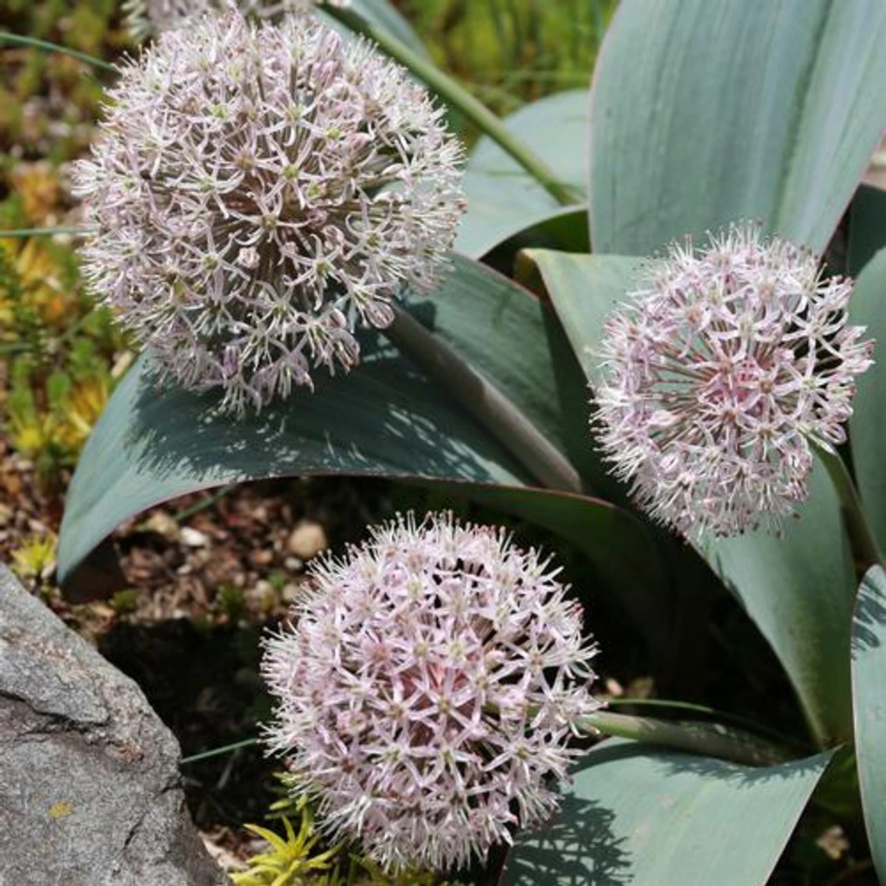 Allium Karataviense - Image 2
