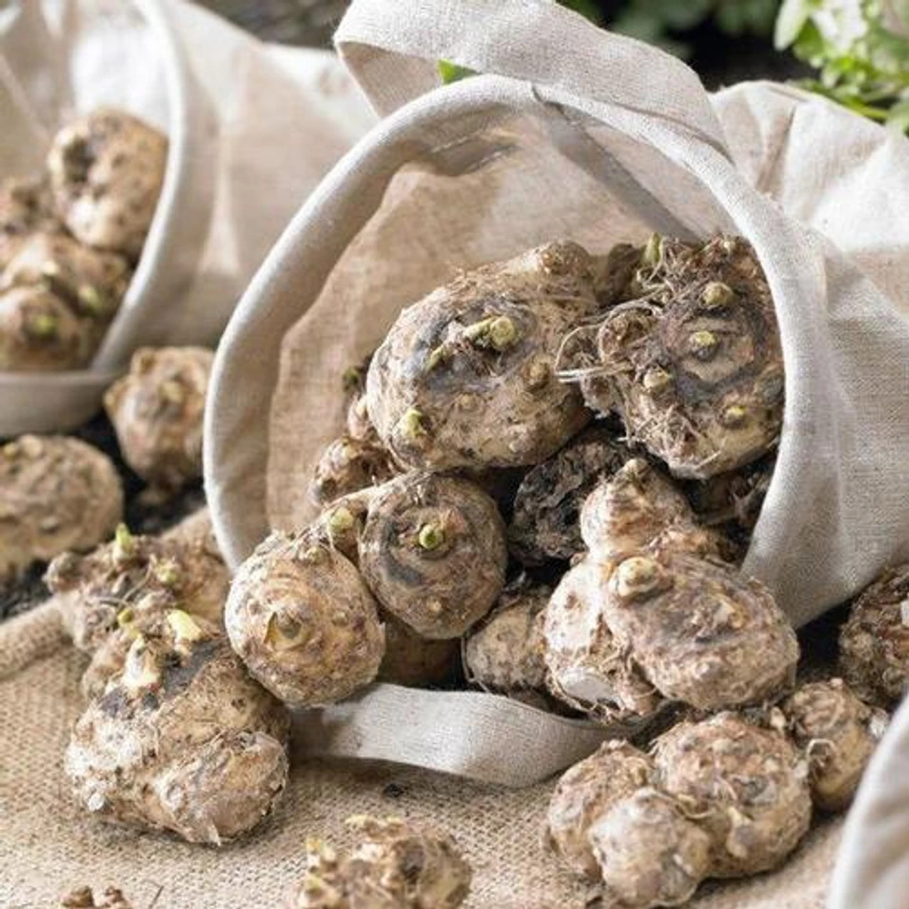 Calla Lily Peach Pazzaz - Image 2