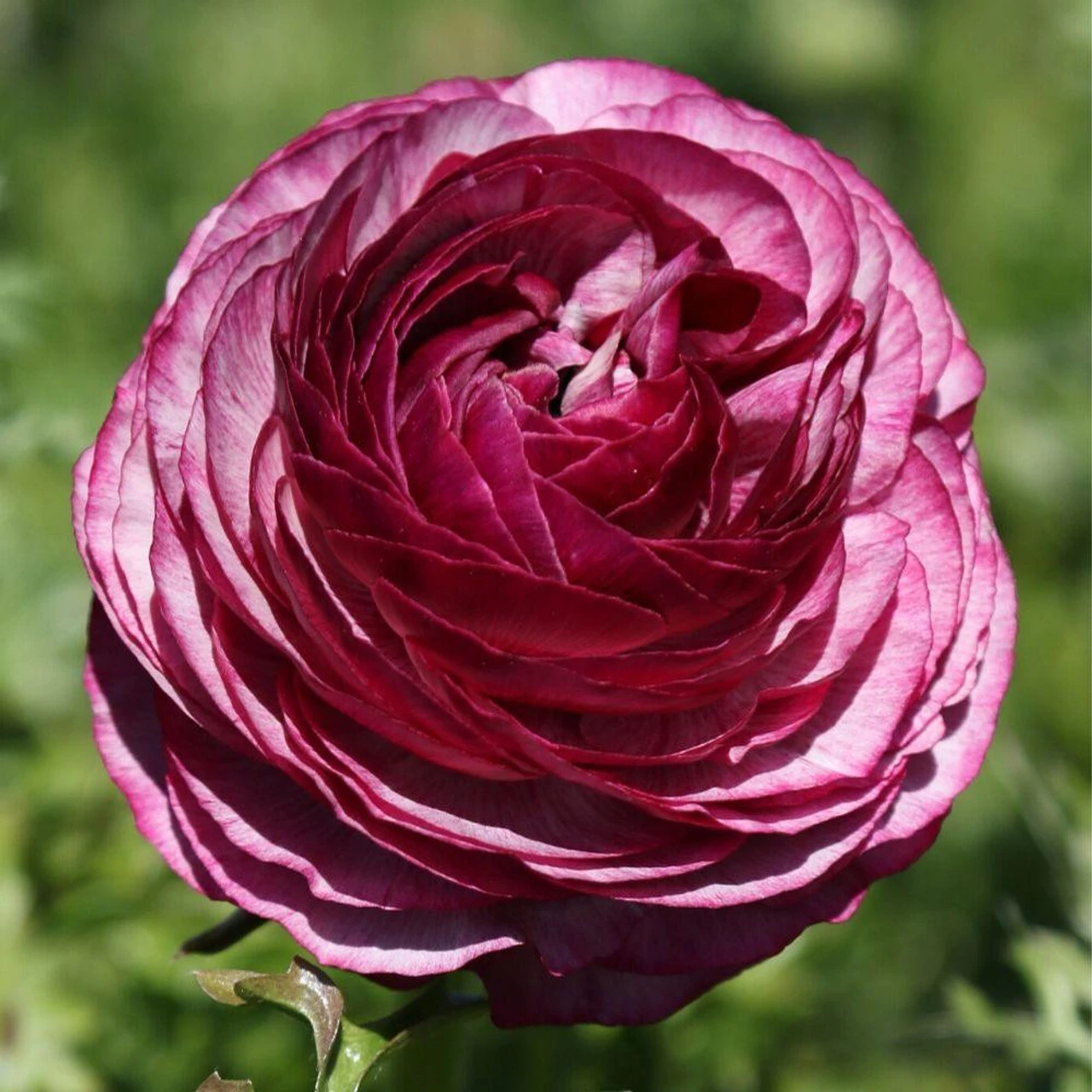Ranunculus Tecolote Merlot (Spring) - Image 2