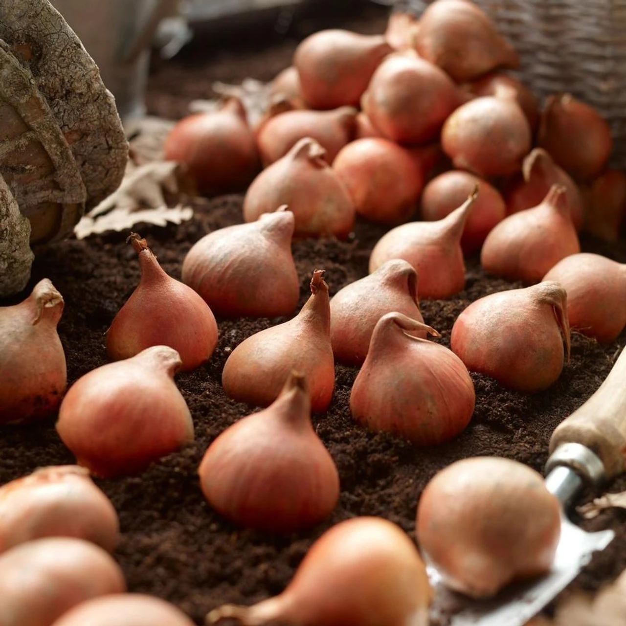 Tulip Triumph Purple Lady Mix - Bulk Offer - Image 2