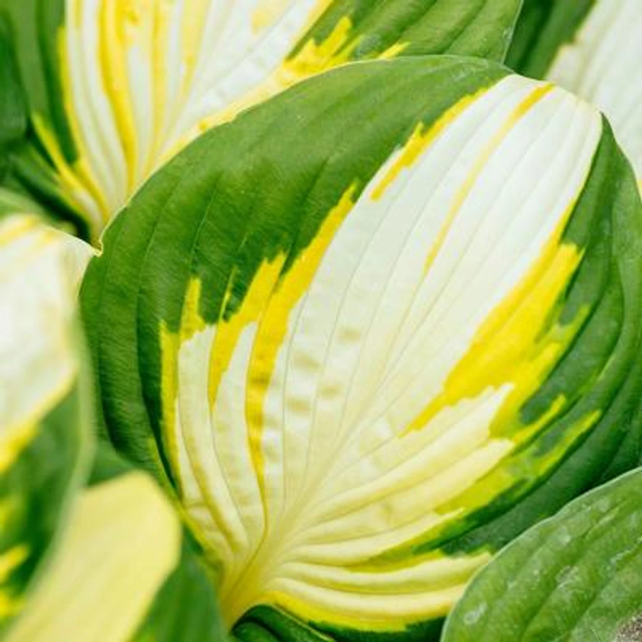Hosta Medium Leaf Color Festival - Image 2