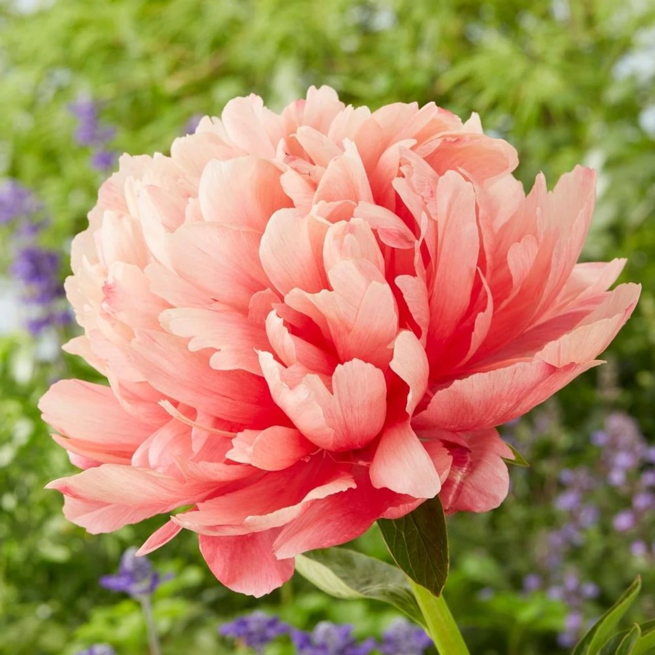 Peony Lactiflora Lorelei - Image 2