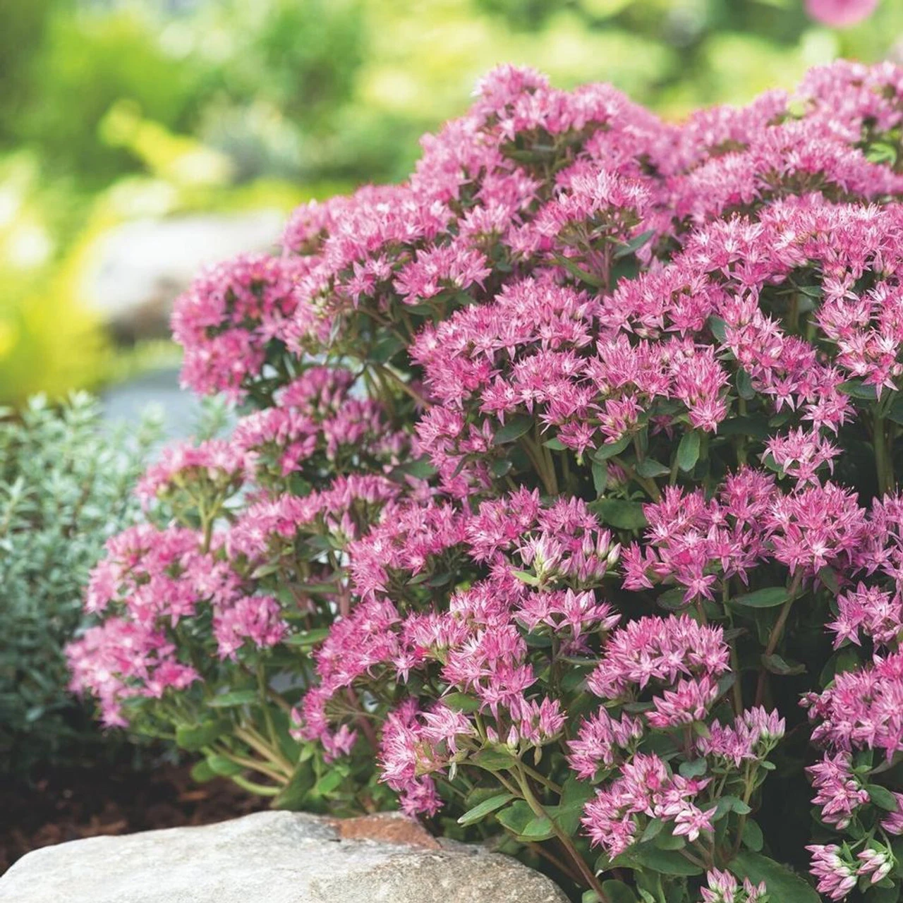 Sedum Telephium Munstead Dark Red - Image 2