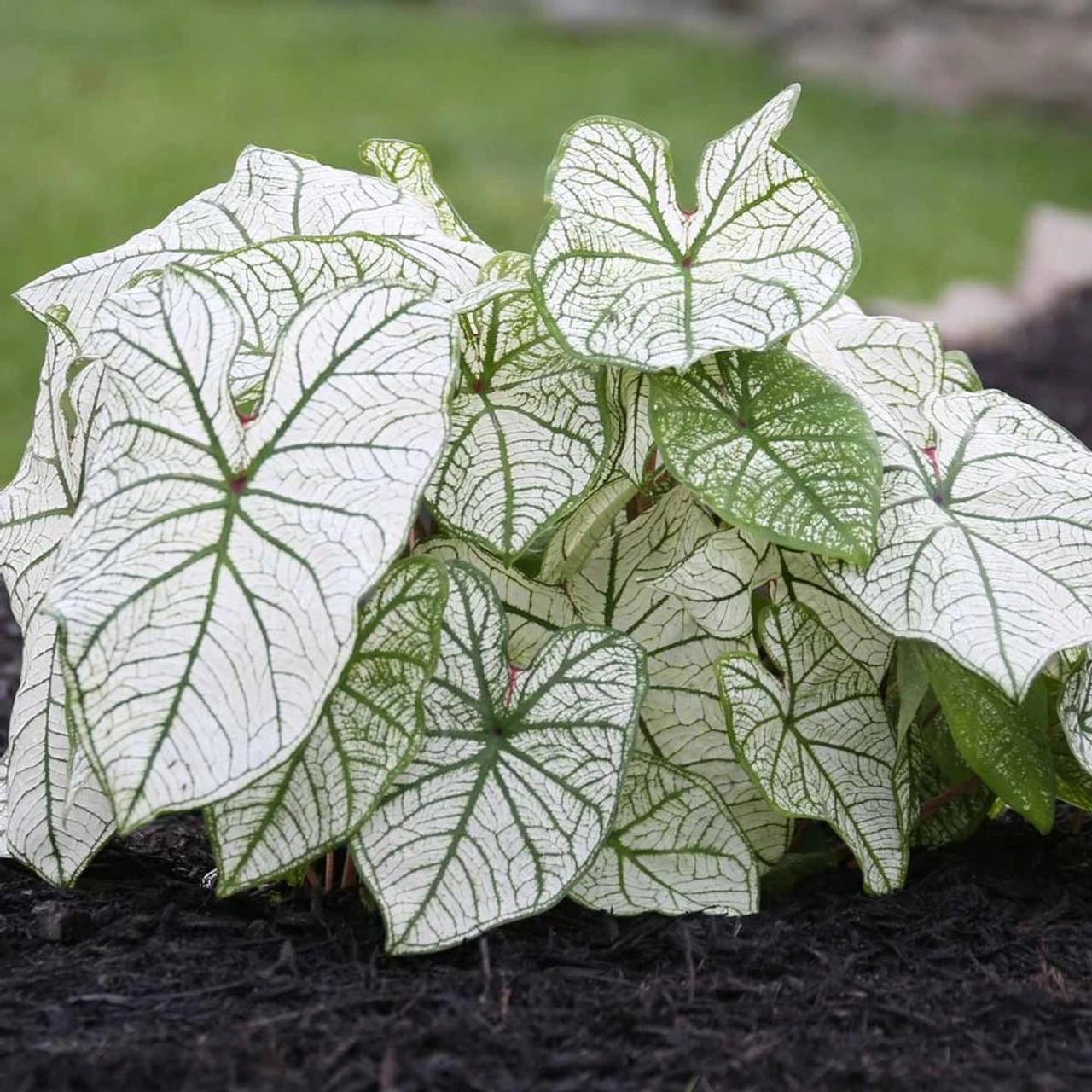 Caladium Fancy Candidum - Image 2