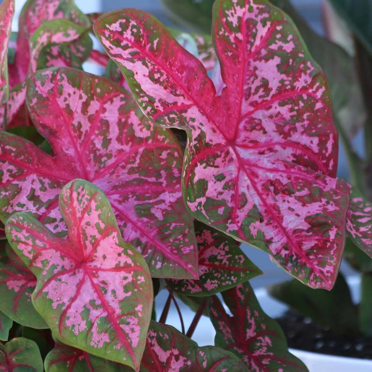 Caladium Fancy Carolyn Whorton - Image 2