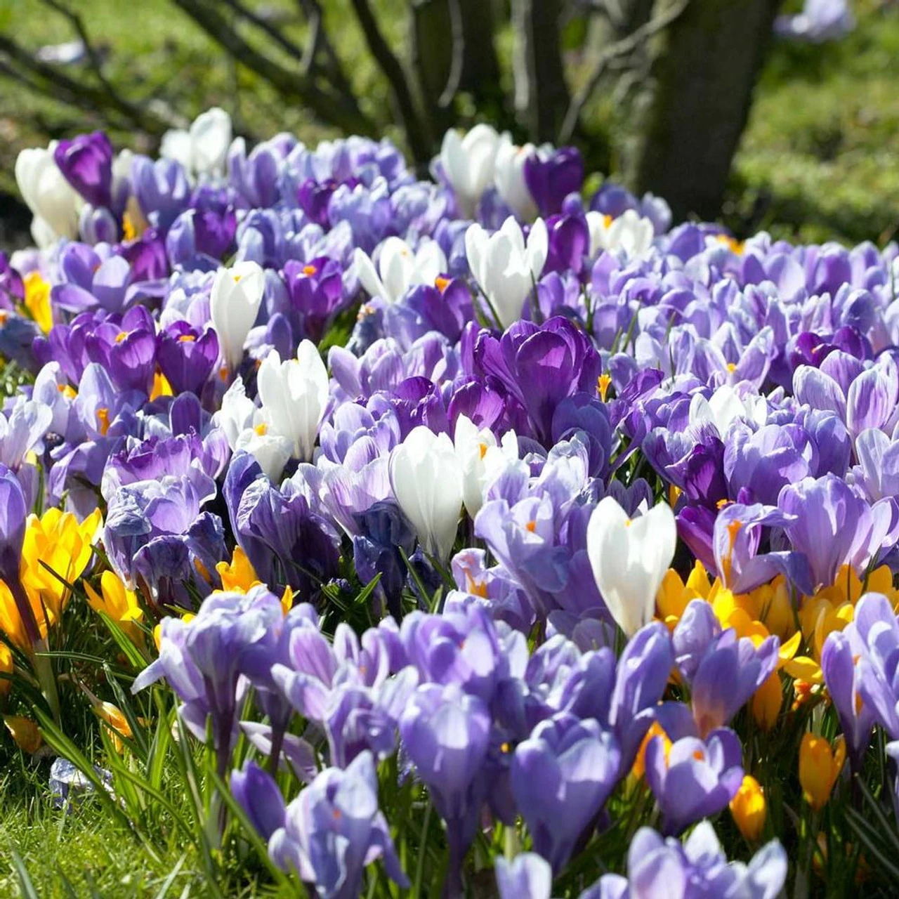 Crocus Large Flowering Assorted Colors - Image 2