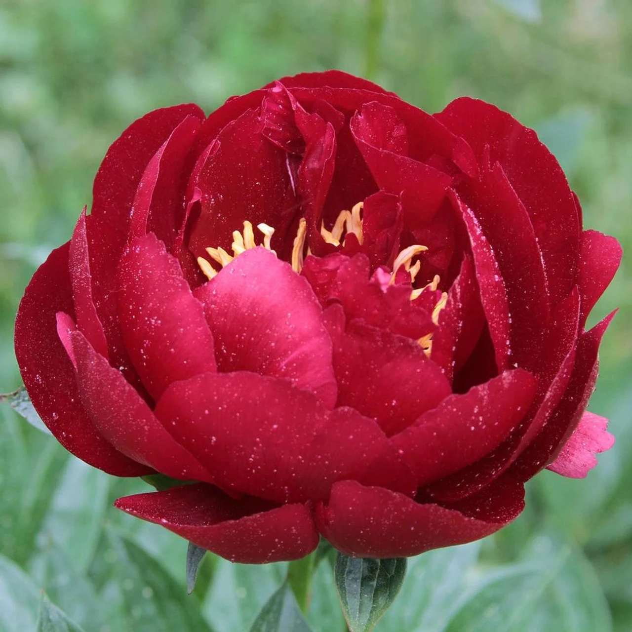 Peony Lactiflora Buckeye Belle - Image 2