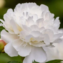 Peony Lactiflora Duchess De Nemours