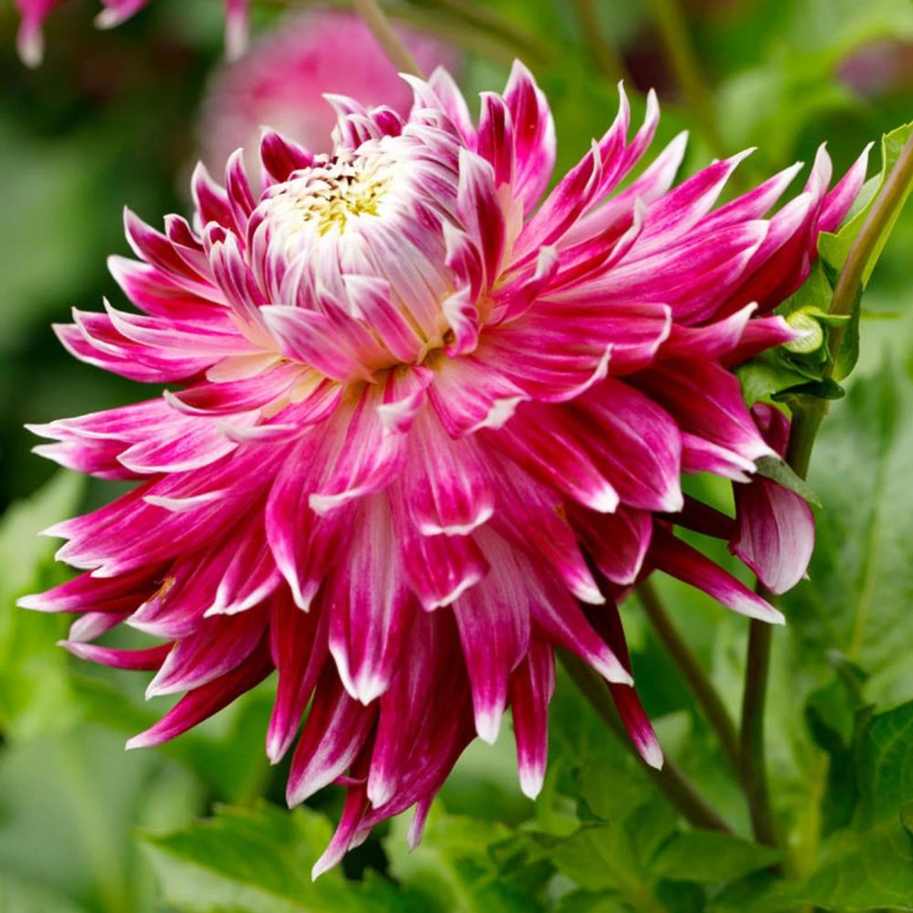 Dahlia Dinnerplate Vancouver - Image 2