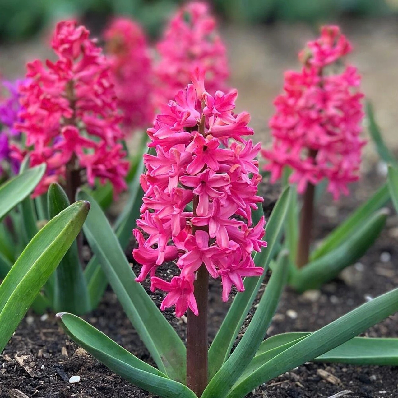 Hyacinth Orientalis Jan Bos