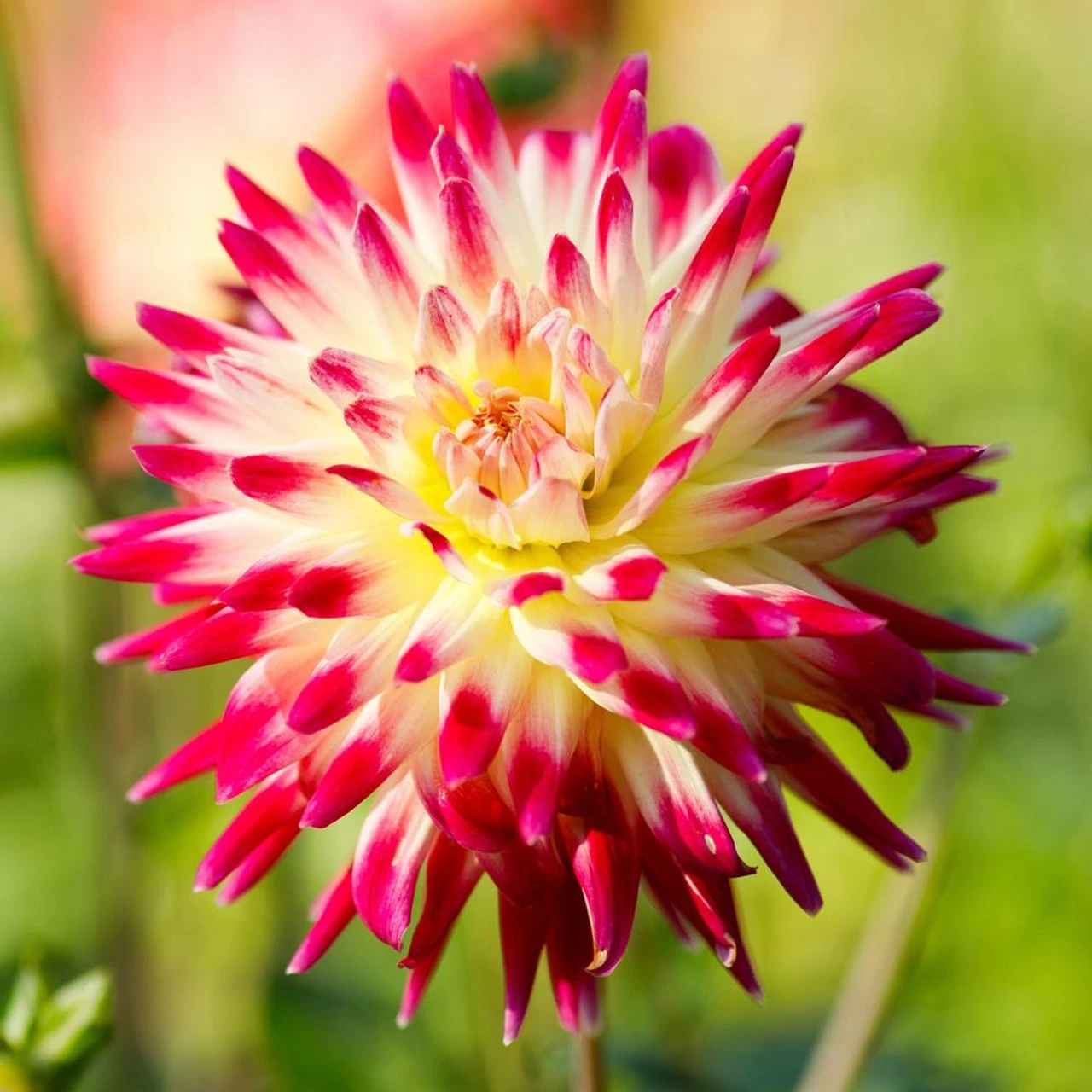 Dahlia Cactus Tahiti Sunrise - Image 2