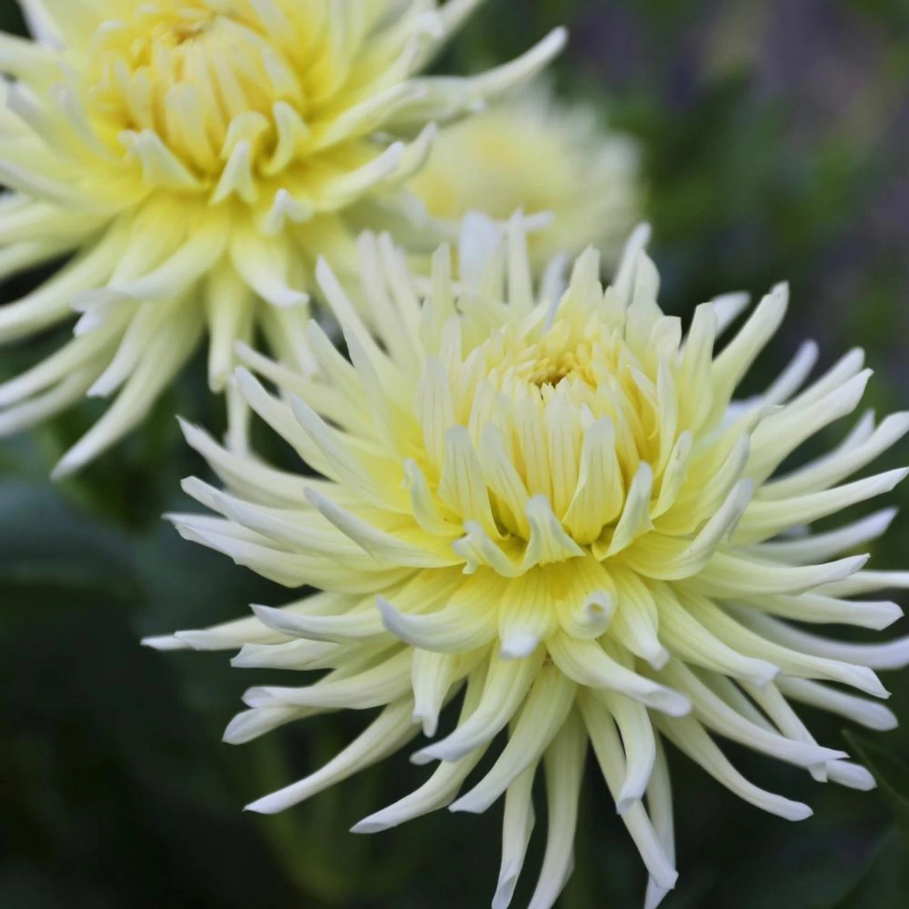 Dahlia Cactus Yellow Star - Image 2