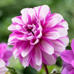 Dahlia Waterlily Priceless Pink