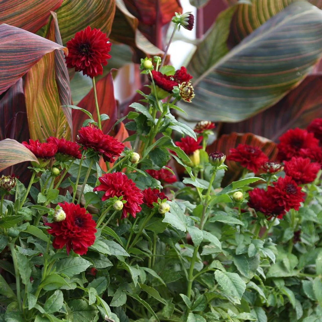 Dahlia Border Decorative Gallery Singer - Image 2