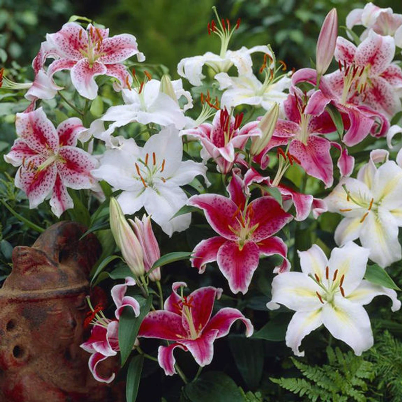 Lily Oriental Mix - Image 2