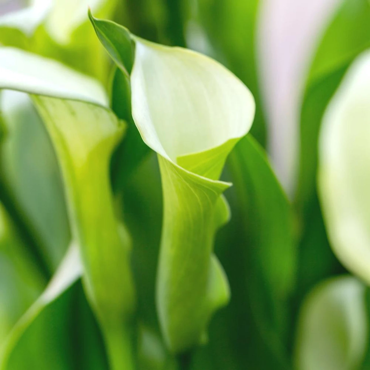 Calla Lily Crystal Clear - Image 2