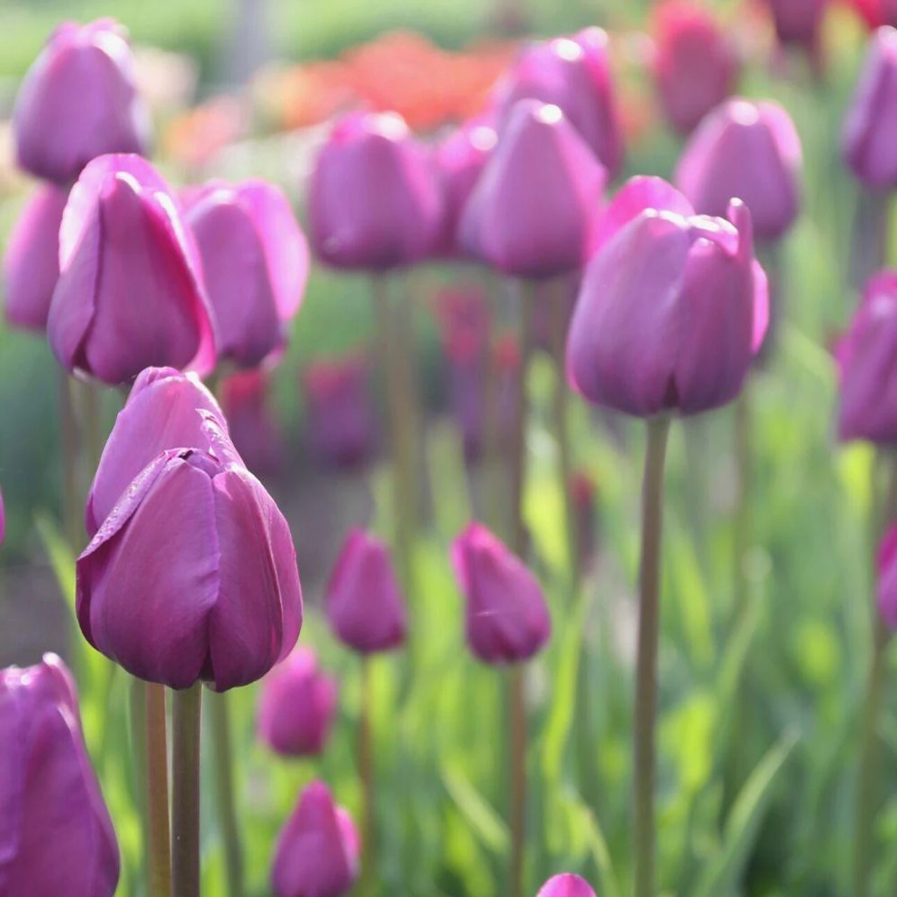 Tulip Triumph Negrita - Image 3