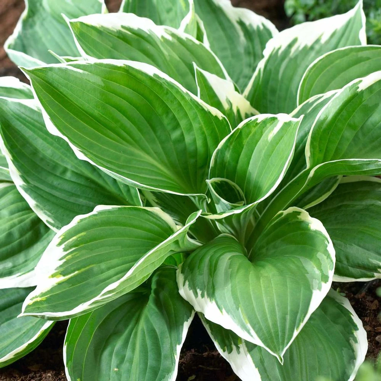 Hosta Medium Leaf Francee - Image 3