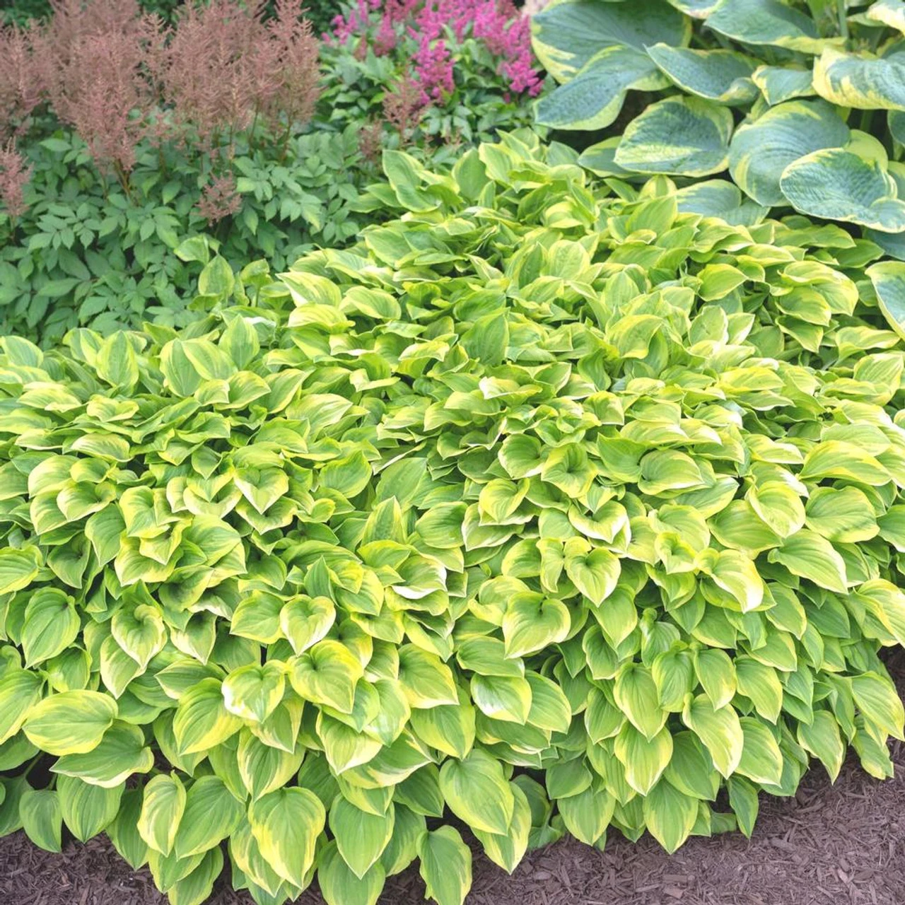 Hosta Medium Leaf Golden Tiara - Image 2
