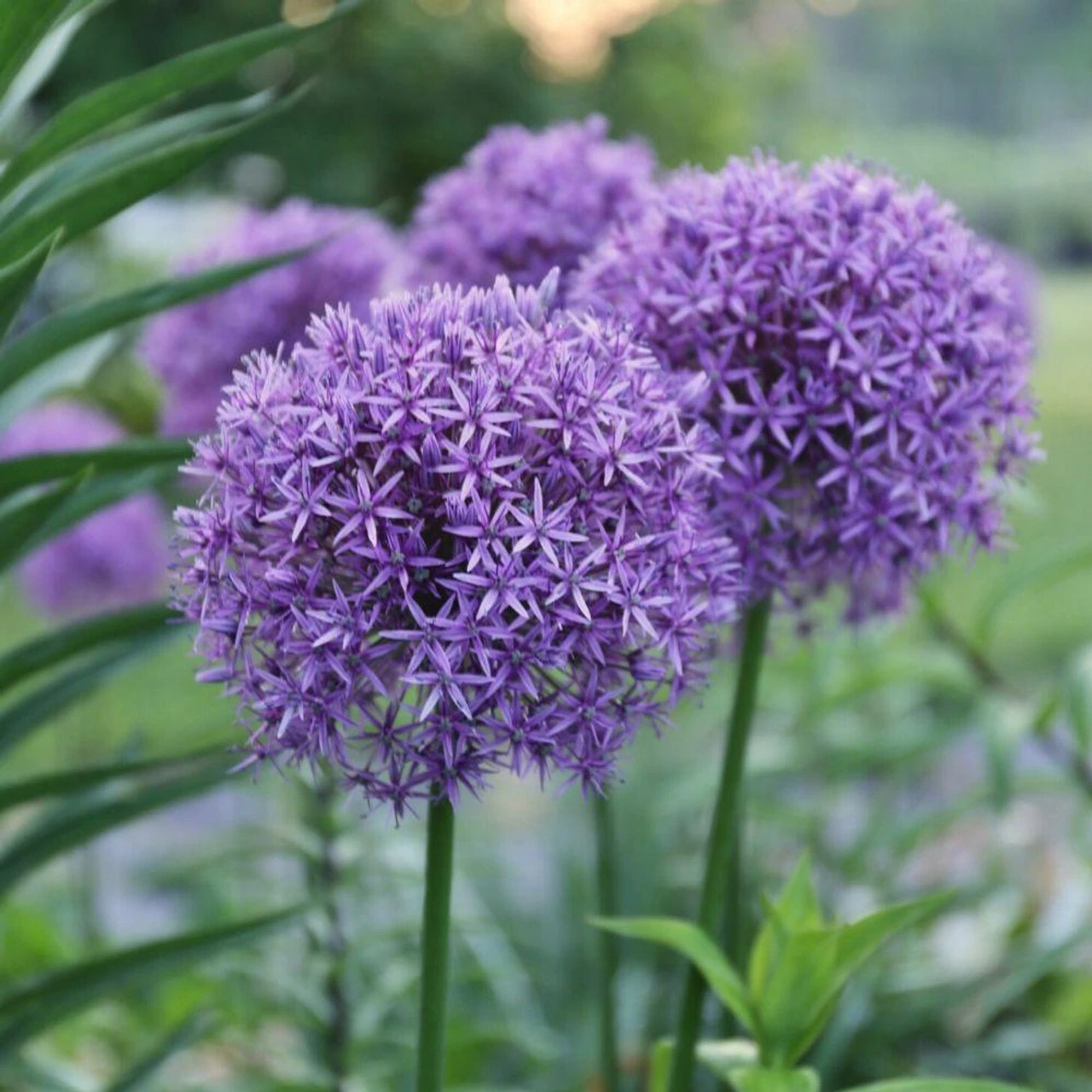 Allium Giant Globemaster - Image 3