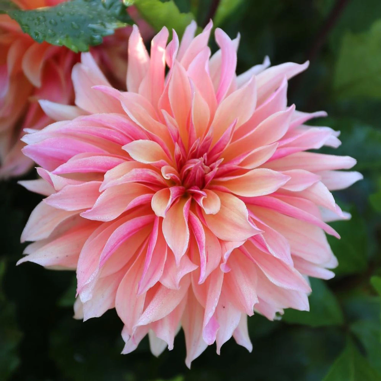 Dahlia Decorative Labyrinth - Image 3