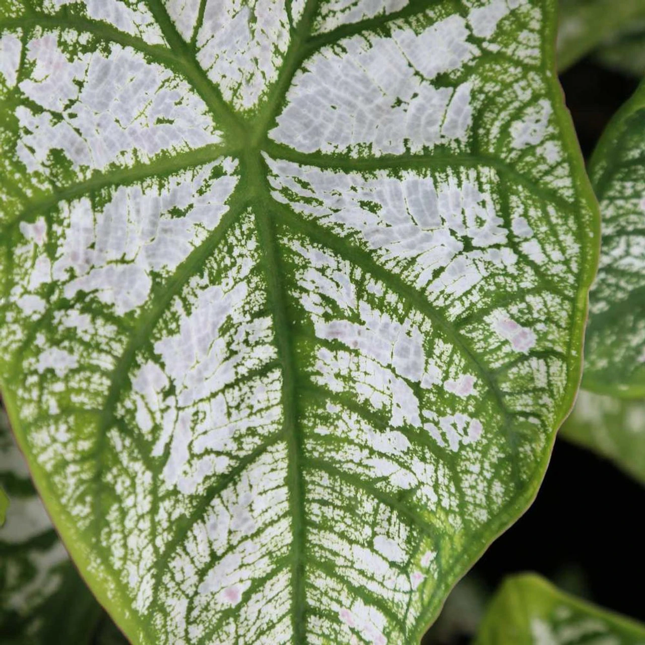 Caladium Fancy White Christmas - Image 3