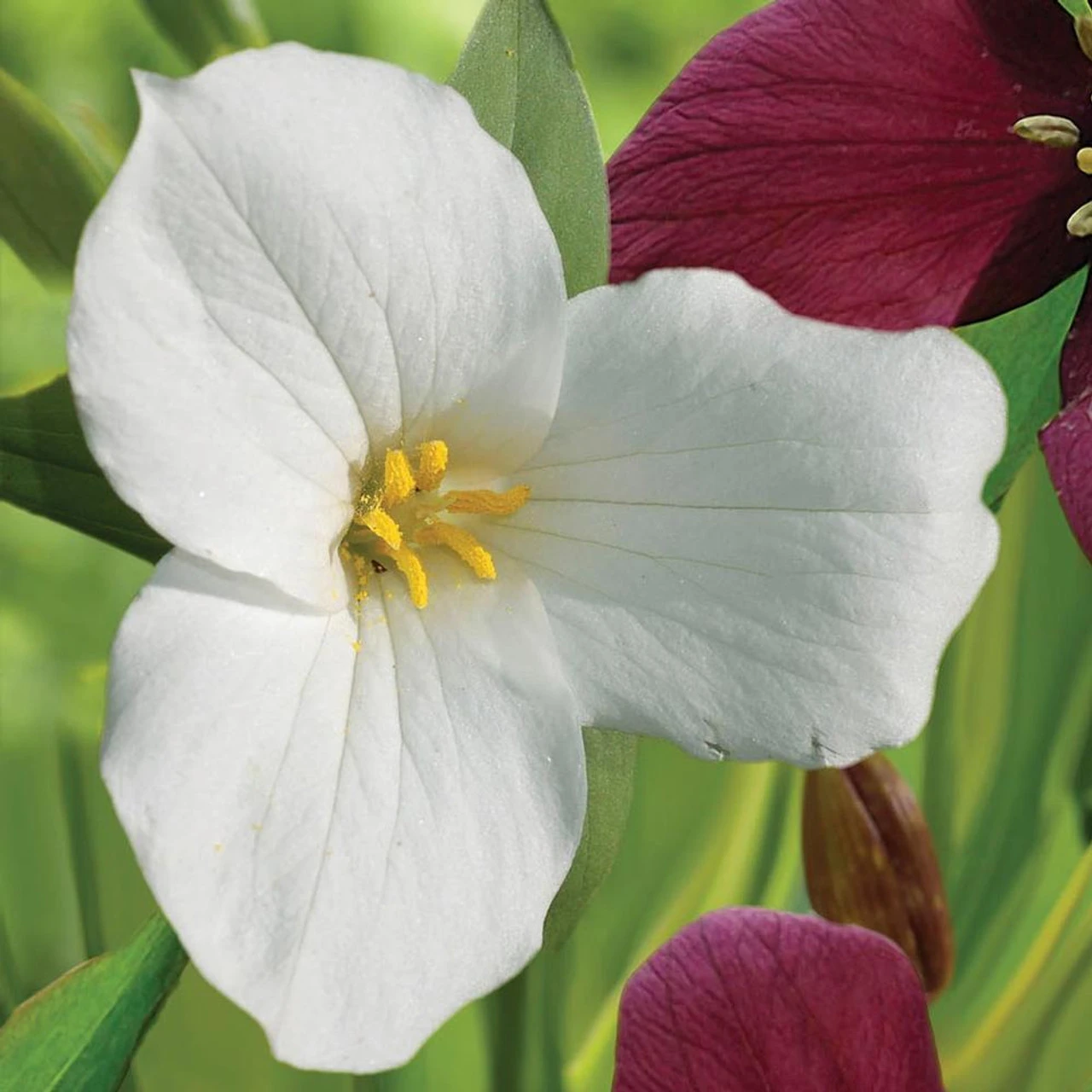 Trillium Grandiflorum White - Image 3