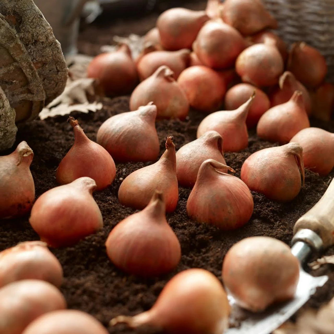 Tulip Triumph Infinity - Image 3