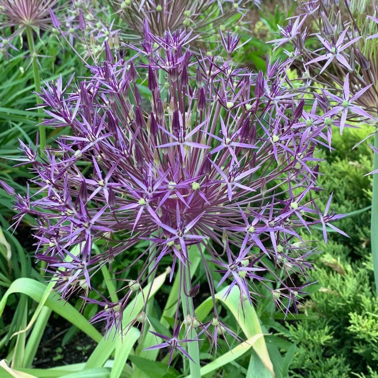 Allium Giant Christophii - Image 3