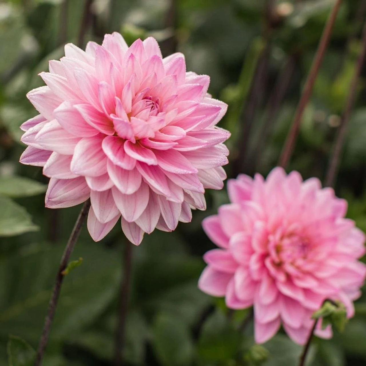 Dahlia Decorative Karma Prospero - Image 3