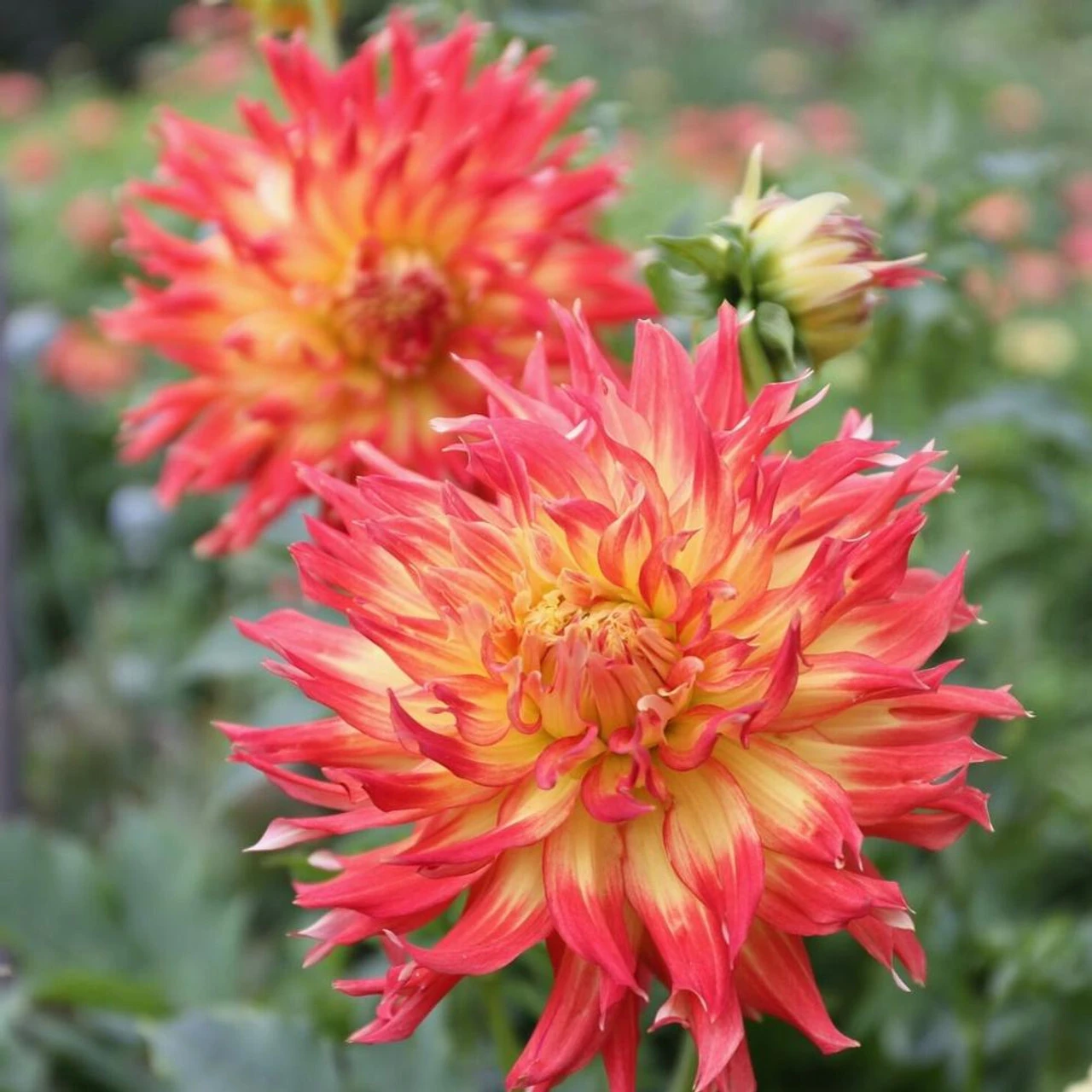 Dahlia Dinnerplate Fired Up - Image 4