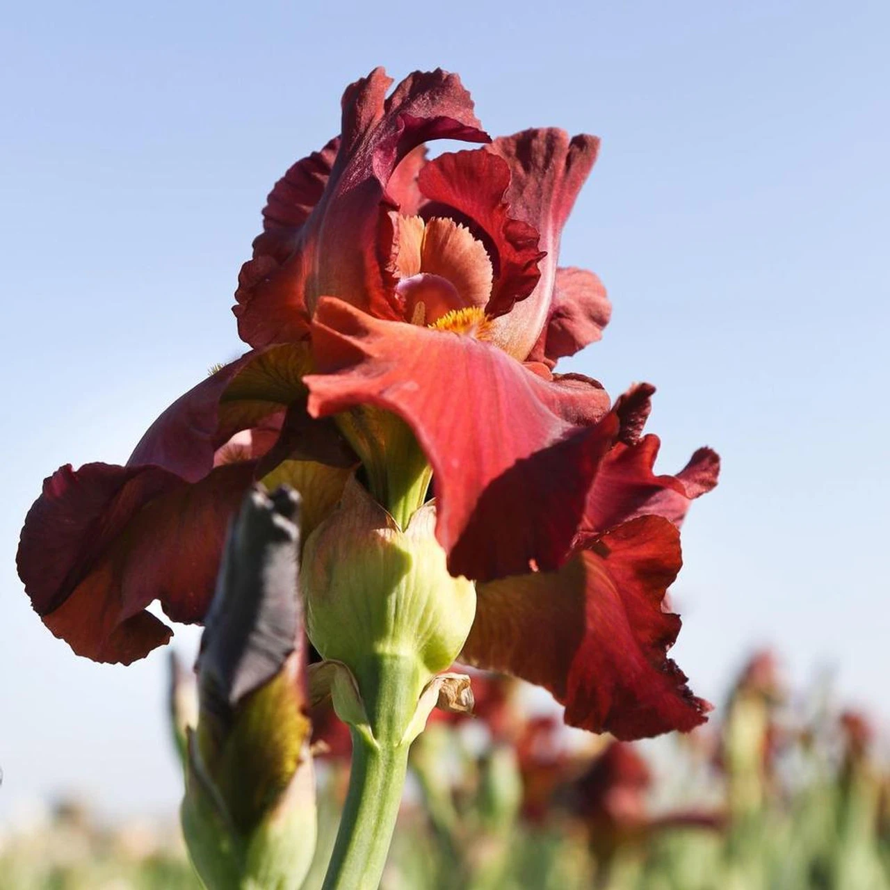 Bearded Iris My Friend Jonathan - Image 3
