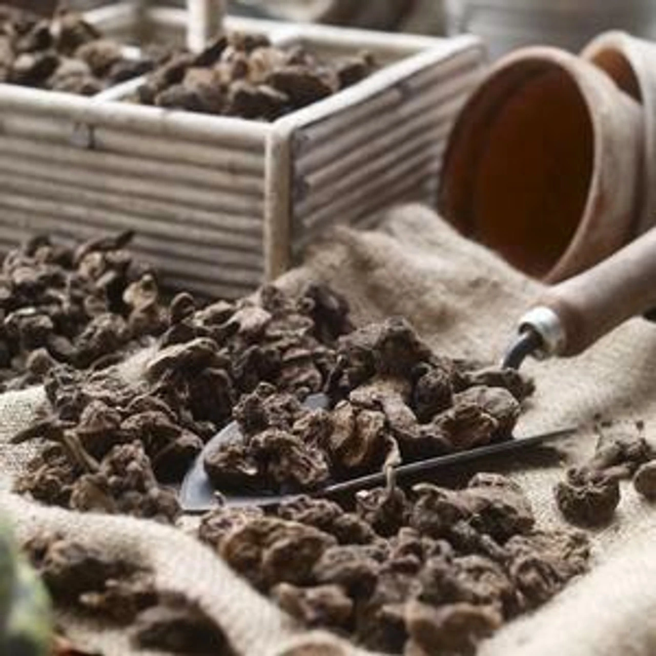 Anemone De Caen Mr Fokker (Spring) - Image 3