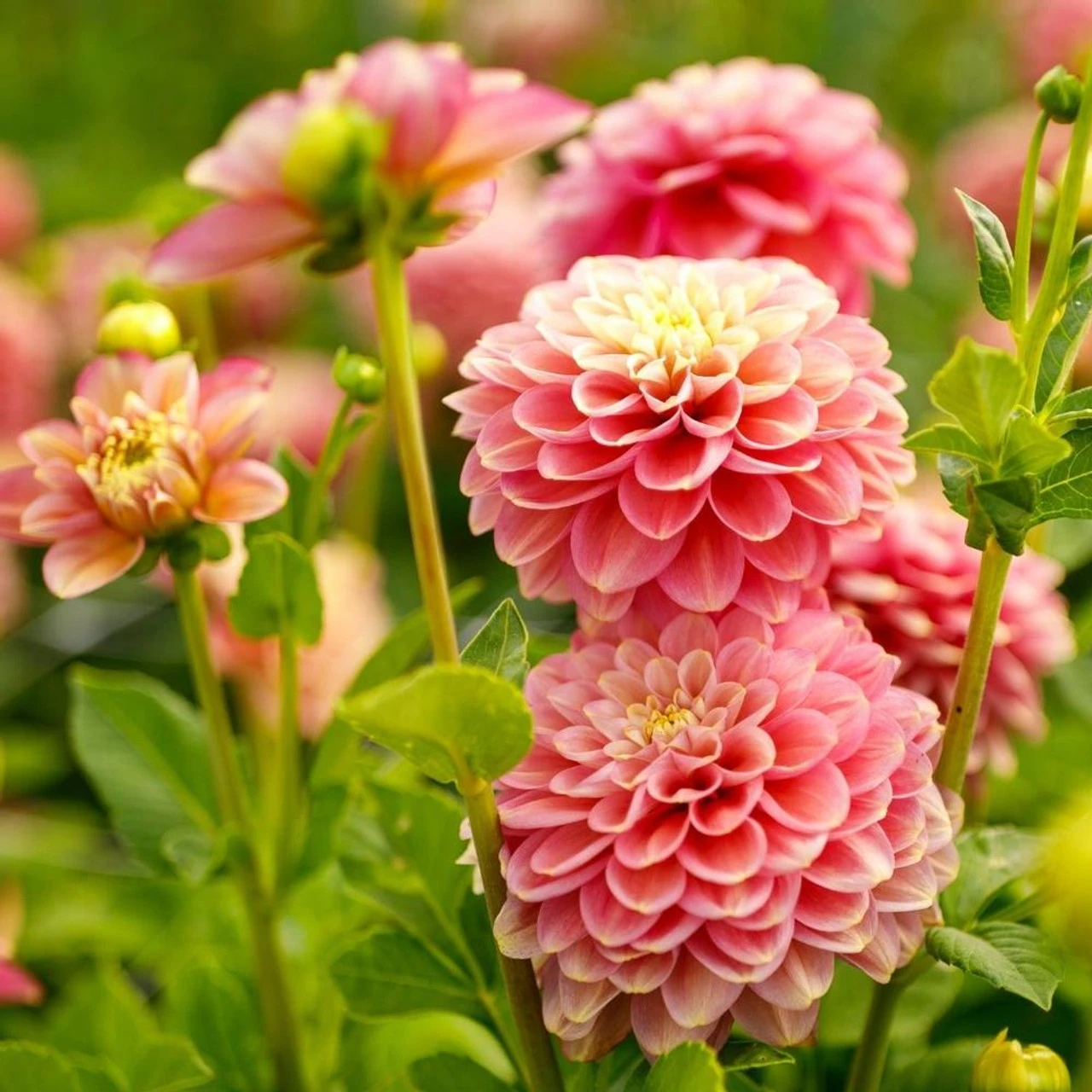 Dahlia Decorative Milena Fleur - Image 3