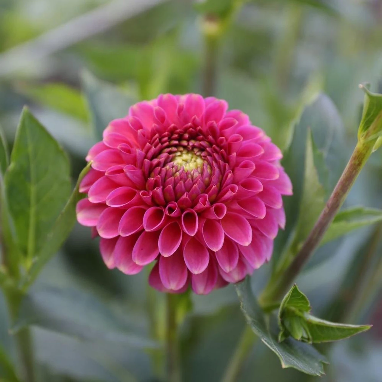 Dahlia Ball Zundert Mystery Fox - Image 3