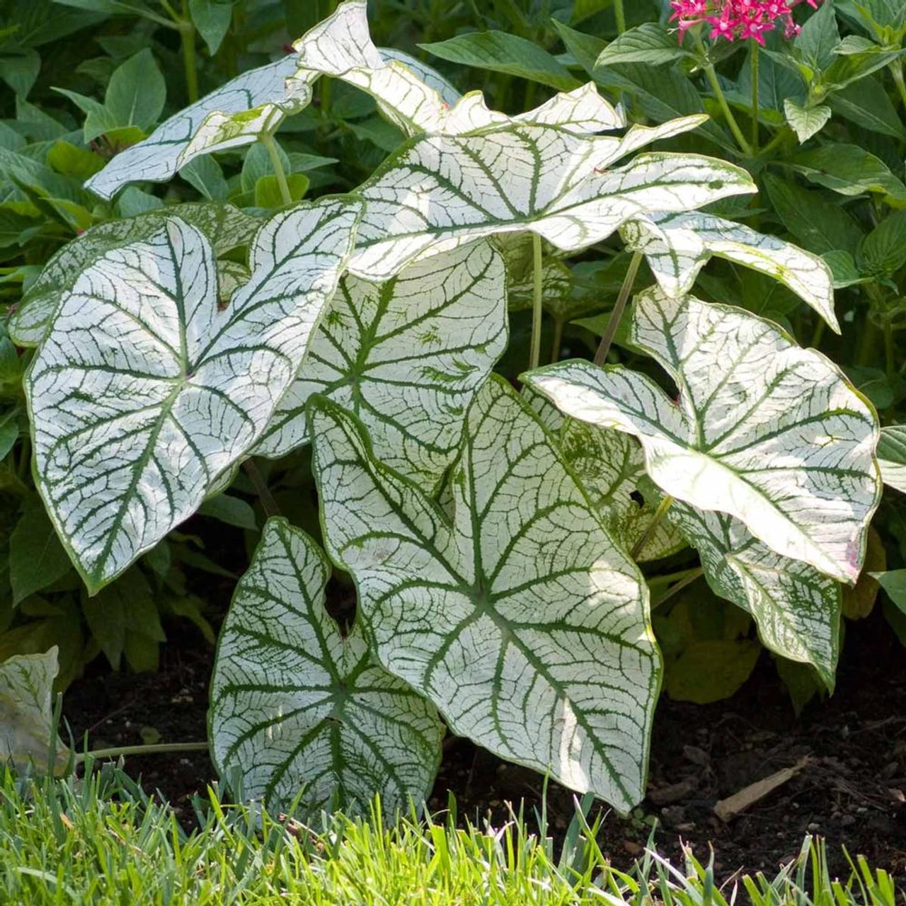 Caladium Fancy Candidum - Image 3