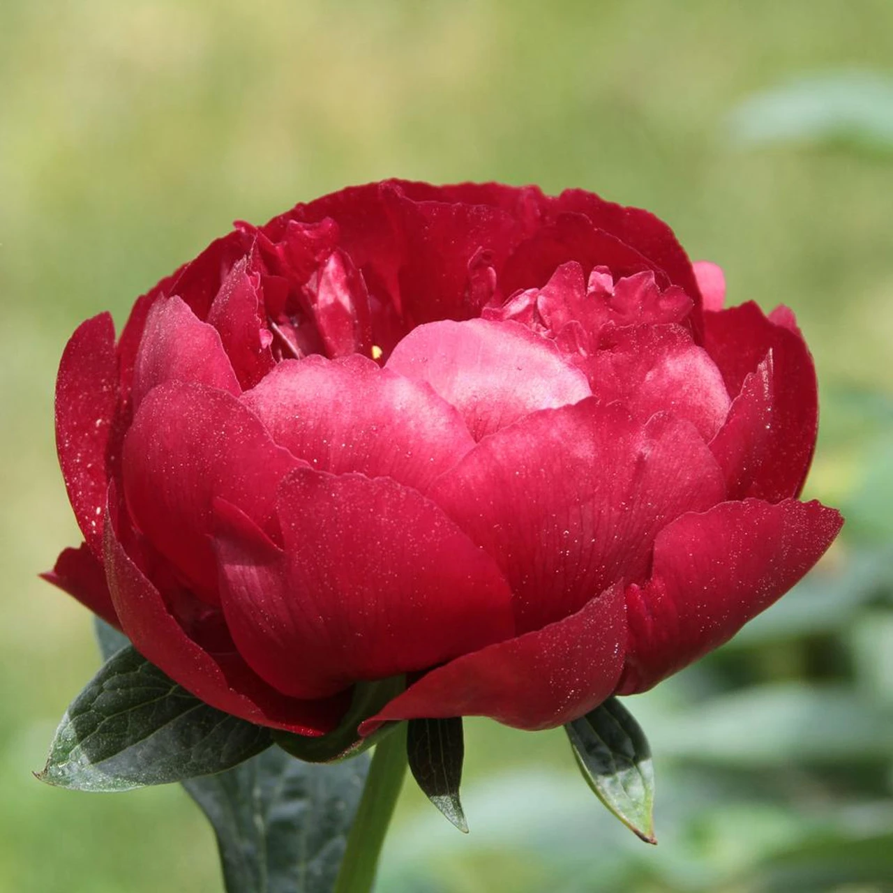 Peony Lactiflora Buckeye Belle - Image 3