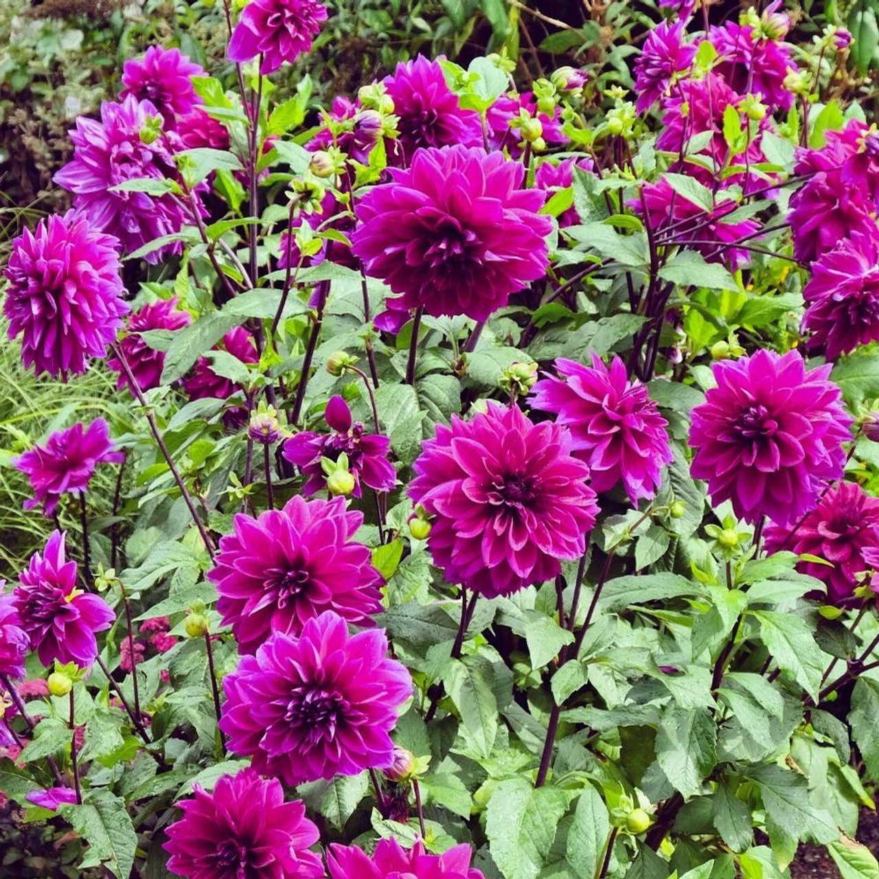 Dahlia Dinnerplate Thomas Edison - Image 6