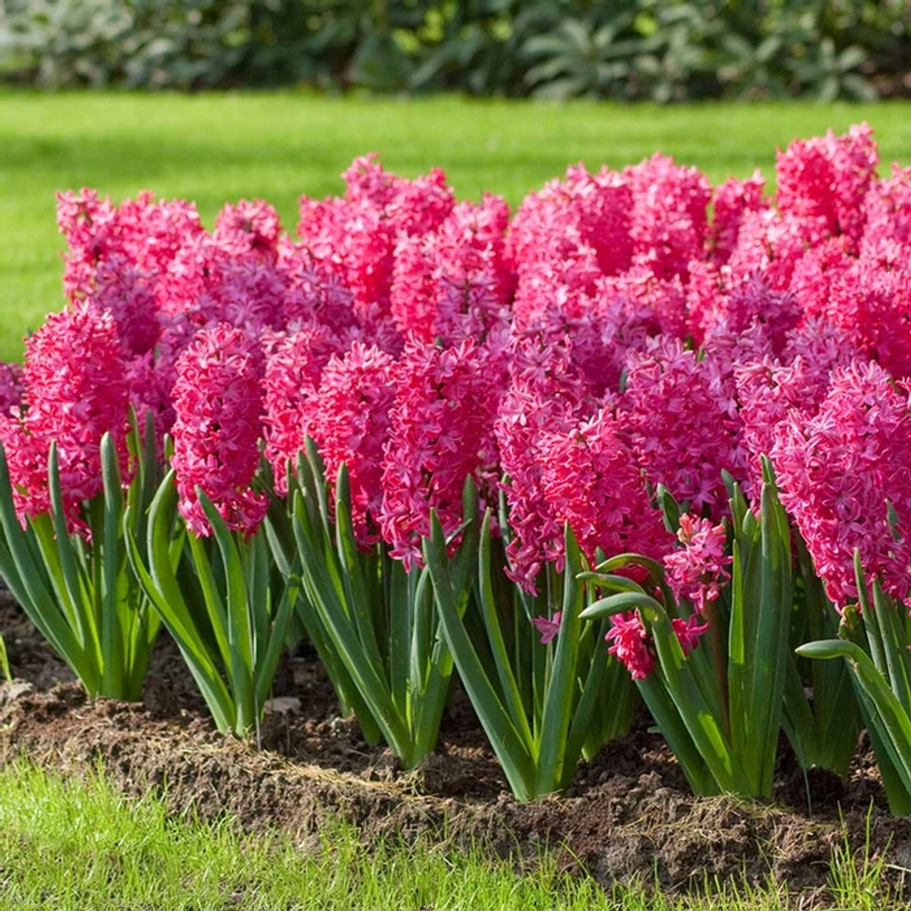 Hyacinth Orientalis Jan Bos - Image 4
