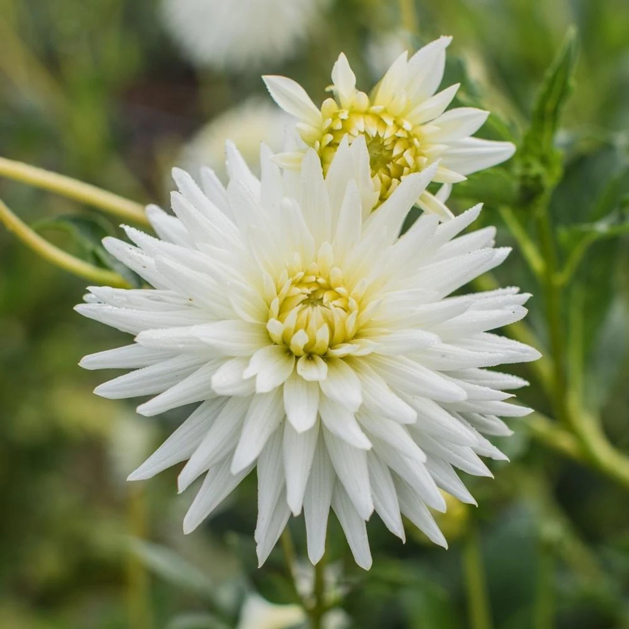 Dahlia Cactus My Love - Image 3