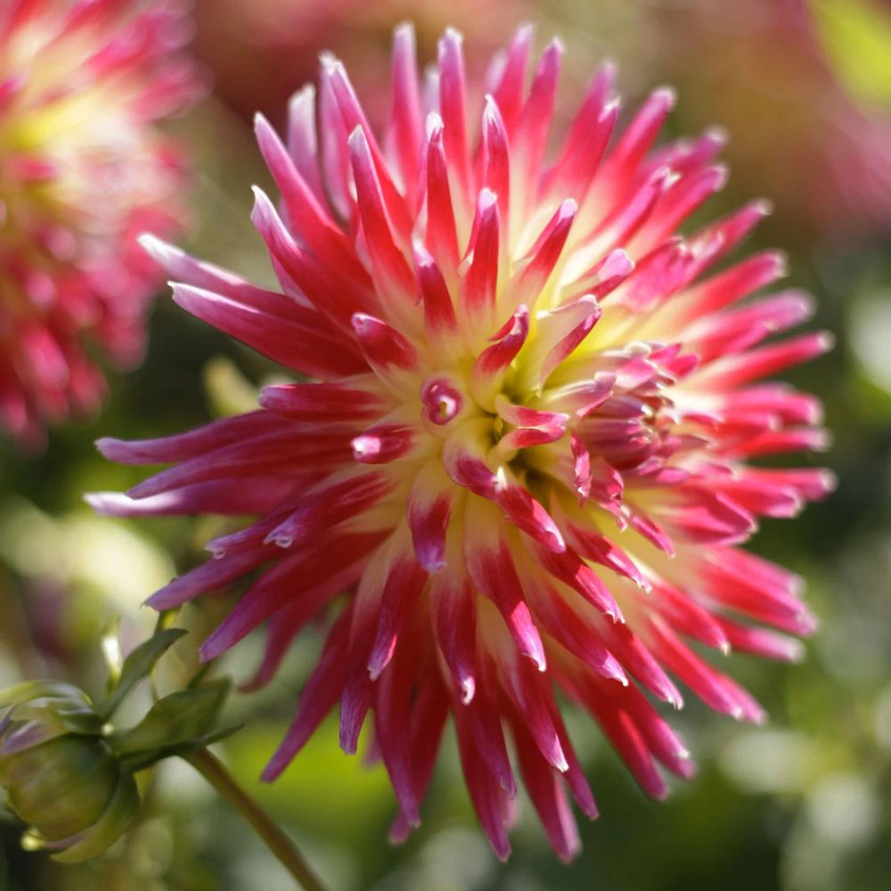 Dahlia Cactus Tahiti Sunrise - Image 3