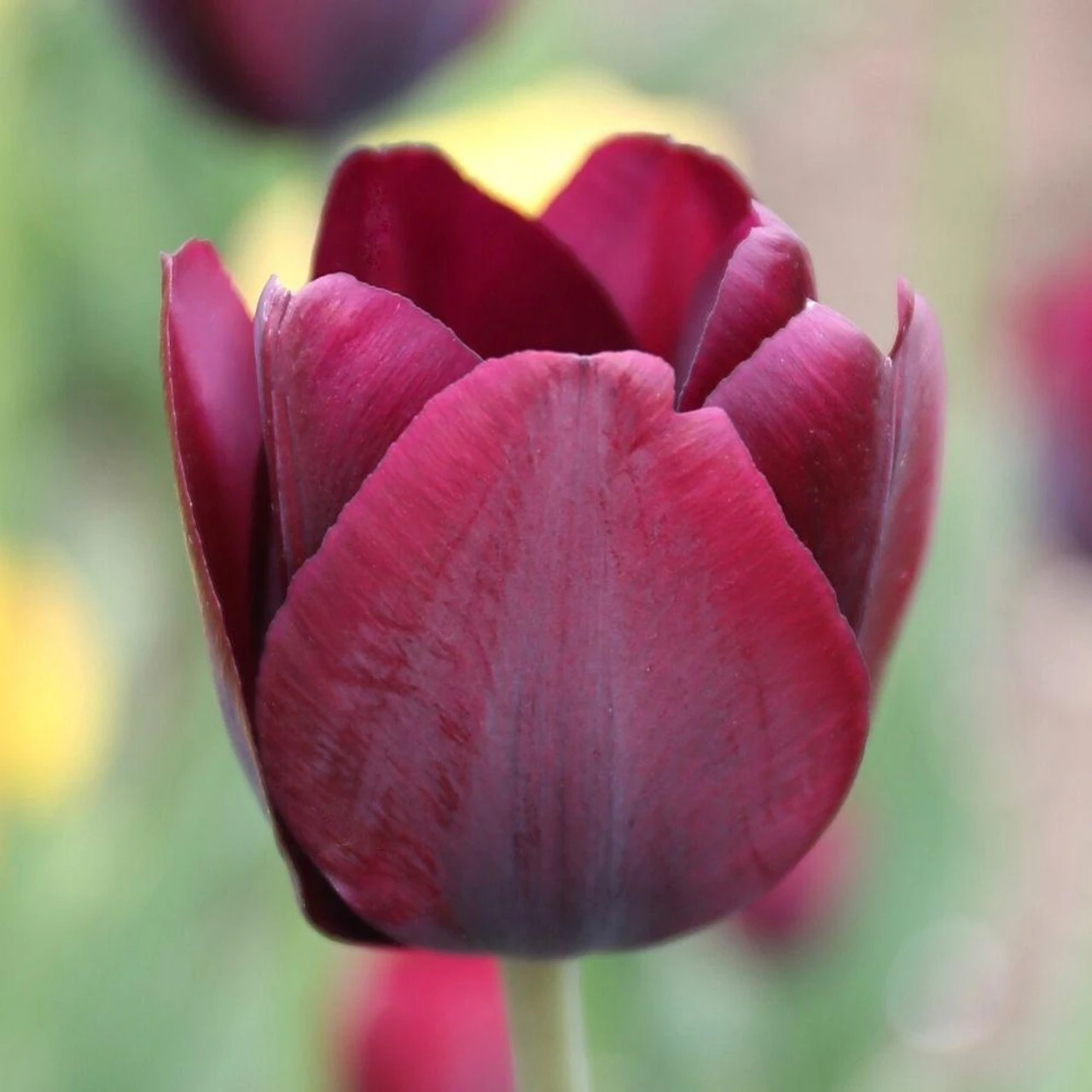 Tulip Triumph Ronaldo - Image 4