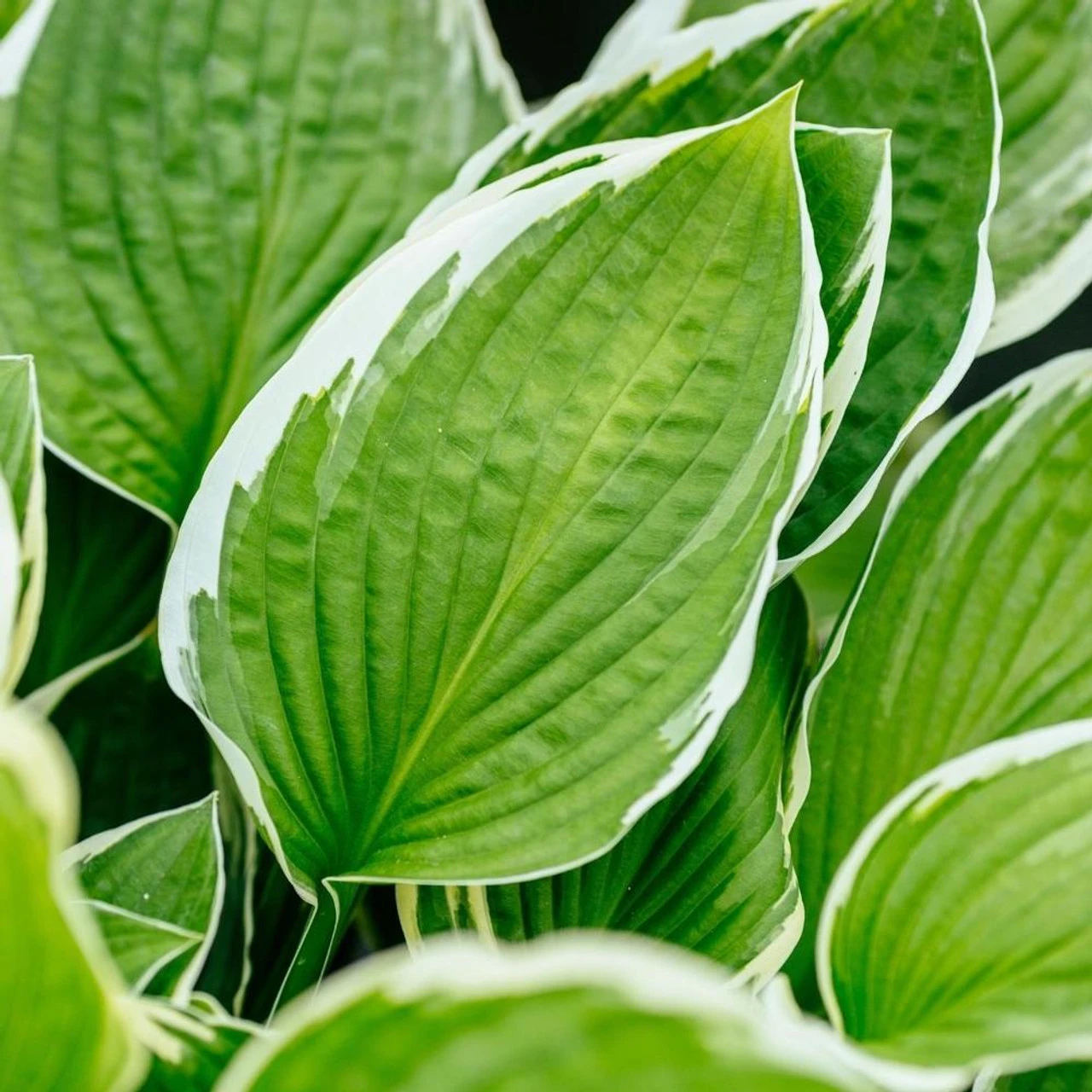 Hosta Medium Leaf Francee - Image 4
