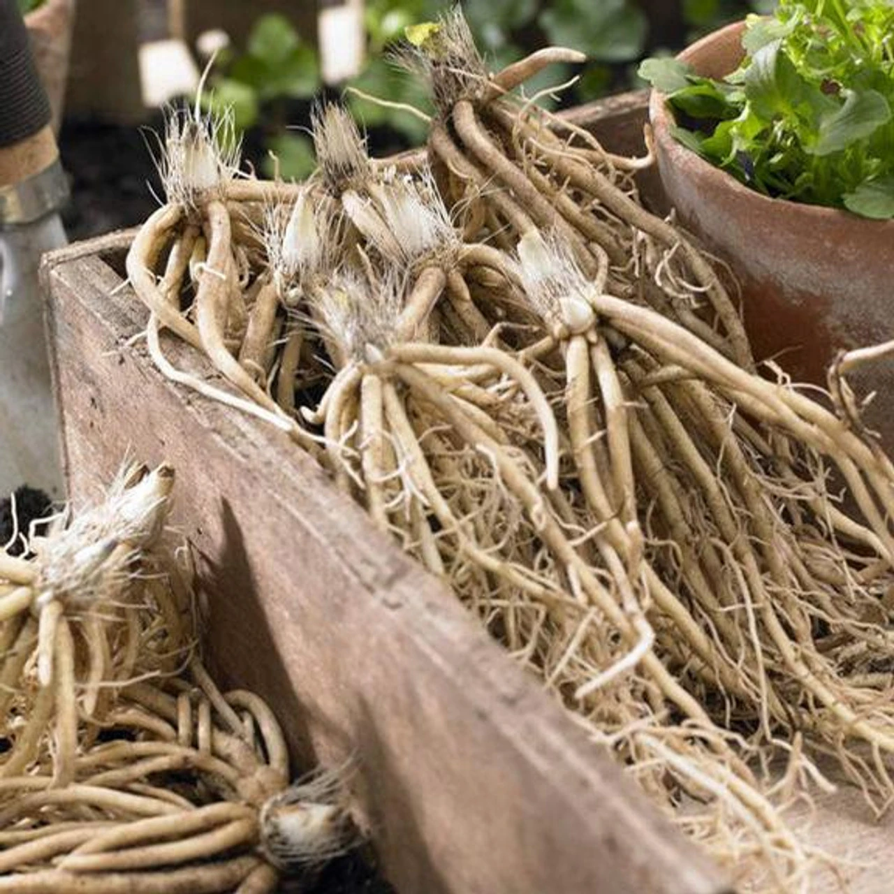 Hosta Medium Leaf Golden Tiara - Image 4