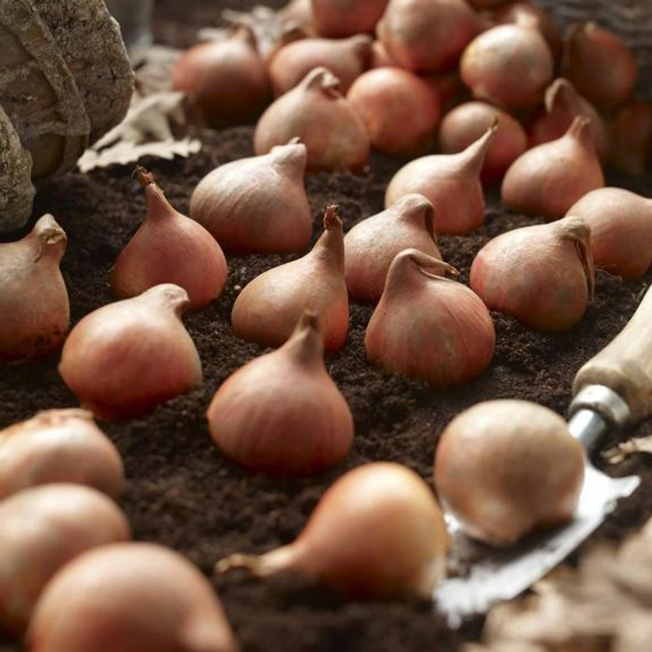 Tulip Darwin Hybrid Ad Rem & Queen Of Night - Image 3