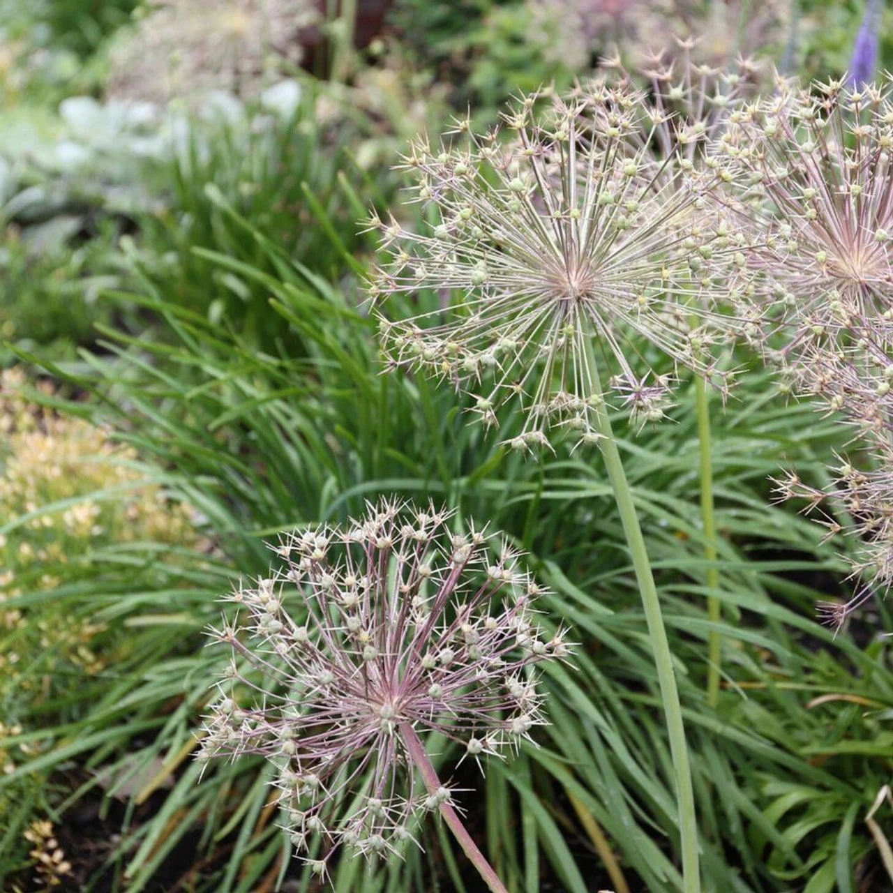 Allium Giant Christophii - Image 4
