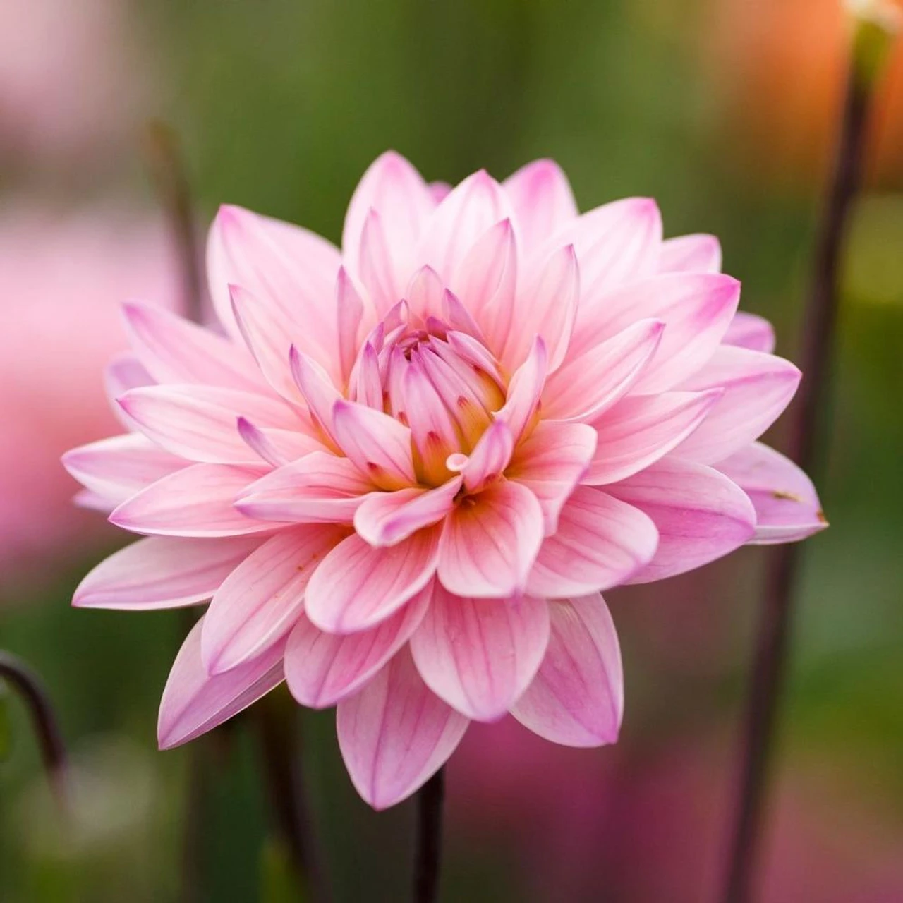 Dahlia Decorative Karma Prospero - Image 4