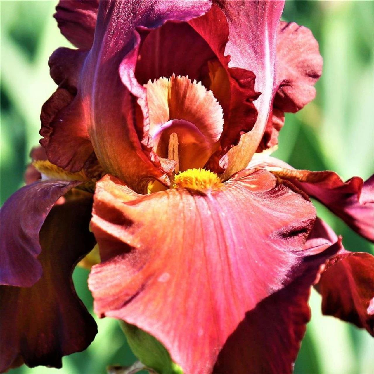 Bearded Iris My Friend Jonathan - Image 4